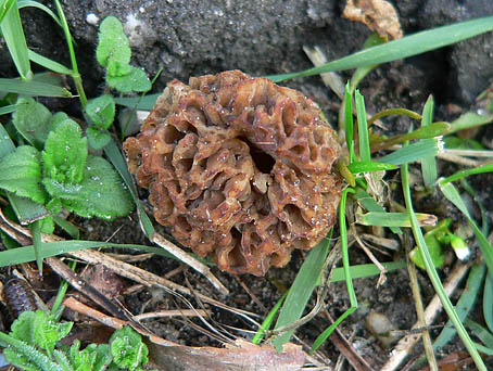 Gewonemorielje250406